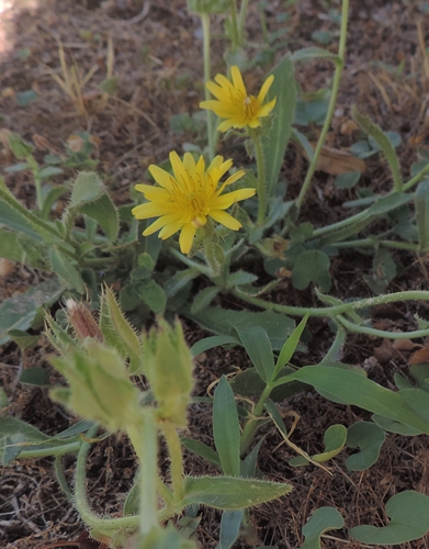 nel mio giardino - Helminthotheca echioides